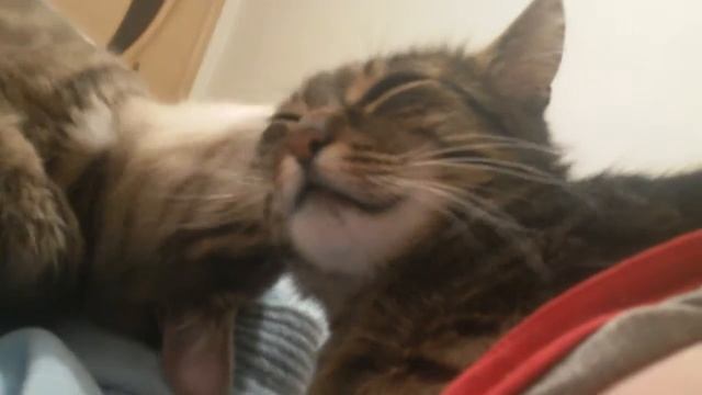 Кошачьи ласки:)