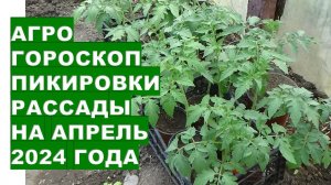 Агрогороскоп  пикировки рассады на апрель 2024 Agrohoroscope of seedling picking for April 2024