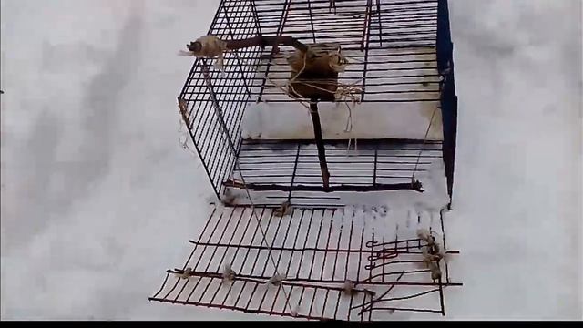 Ловушка на птиц! Как сделать автоматическую ловушку? Поймал синиц! смотреть онлайн