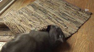 #Феликсейшн