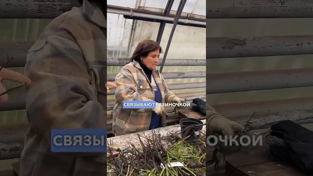 Как сохранить розы после выкопки. Как сохранить саженцы до весны. Как сохранить саженцы роз зимой.