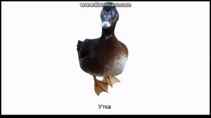 Домашние животные и птицы. Развивающее видео для детей.