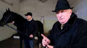 Сходство и различие карачаевской и кабардинской породы лошадей. Клыч-Герий Магометович Урусов.