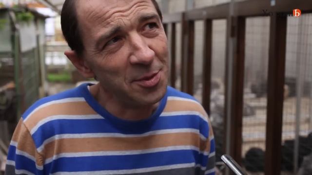 Породистые куры