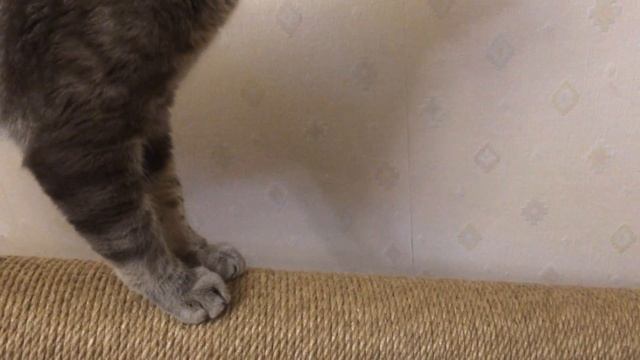 Когтеточка от пола до потолка - когтистый тест смотреть онлайн