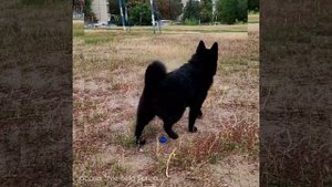 Schipperke . Шипперке Плюша 5 месяцев
