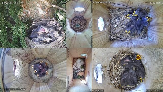 Онлайн-трансляция из гнезд птиц - 16.05.2021 года. город Калуга смотреть онлайн