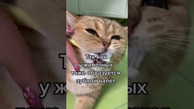 Нужно ли чистить зубы кошке?