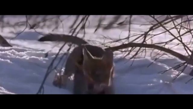 Волчица.