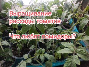 Что любит рассада томатов_ Подкорка,перевалка рассады томатов..mp4