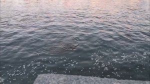 Рыбалка в Москве 🦈!