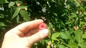 Молинг Джуно. Летняя ранняя малина. 02,07,2021