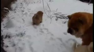 Чау-чау щенки смуф и длинношерстный