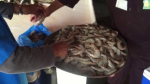 Узнай где купить наисвежайшие морепродукты в ОАЭ.