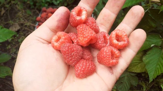 Малина Энросадира