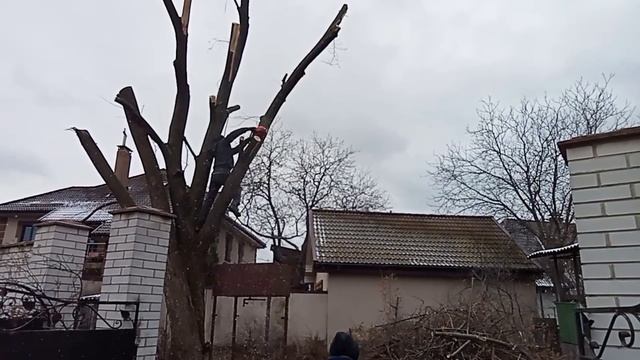 Как безопасно спилить большое дерево