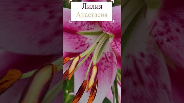 Лилия Анастасия.?