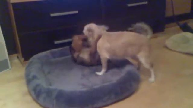 Игры чихуахуа смотреть онлайн