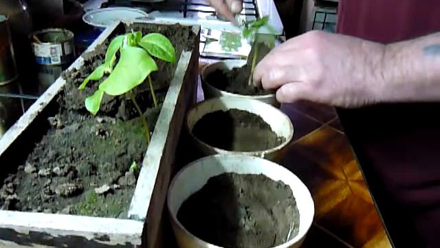 Посадил. смотреть онлайн