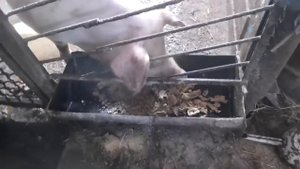 Выращивание свиней   Кормовой экструдер  Самый лучший корм для свиней