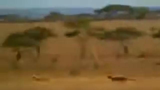 Самый быстрый человек в мире