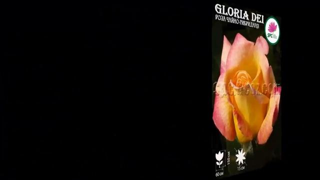 #Розы #чайно-гибридные4 #Цветы для сада и бизнеса от Ольги Шевчук смотреть онлайн