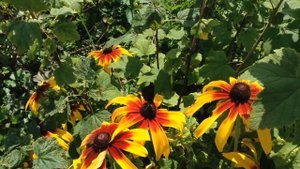 Бабочки Подмосковья: Репейница, Павлиний Глаз, Крапивница. 23.07.2016 г.