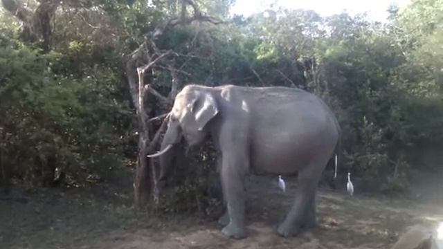 Слон в Яла Парке Шри-Ланка (Little elephant in Yala Park)