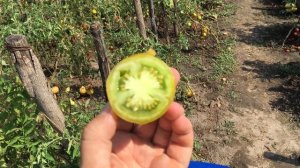 Томат ЗЕЛЕНЫЙ ЧИЛИ. Chile verde tomato