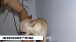 Как стричь когти собаке Чихуахуа