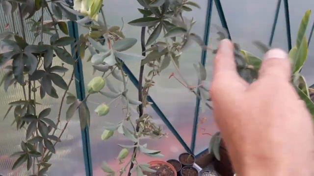 Passiflora ( Męczennica ) смотреть онлайн