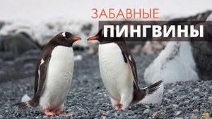 Размеренная жизнь пингвинов