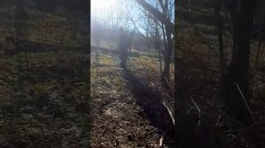 12 часов в лесу. Строим шалаш из орешника. #1