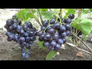 Ранне-средние сорта винограда 2019. Барон и Пегас