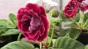 ПЕРЕСТАНОВКА ГЛОКСИНИЙ! ЗАВЕЛИСЬ СЦИАРИДЫ!