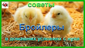 Бройлеры в домашних условиях с нуля. Советы.mp4