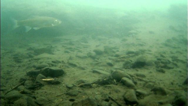 Рыбалка на Хариуса,Ельца/В устье ЛЕД окреп!/Я думал не поймаю сегодня ХАРИУЗОВ. смотреть онлайн