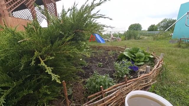 Заболел можжевельник. Как я его реанимировала. смотреть онлайн