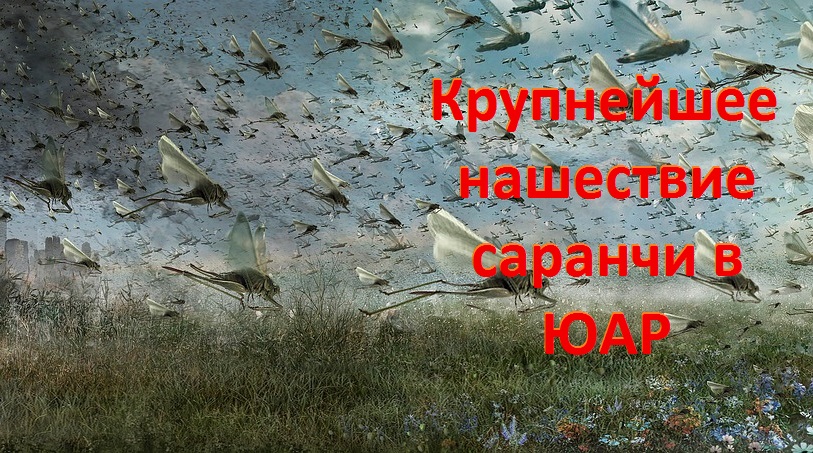 Самое крупное нашествие саранчи за последние десятилетия наблюдается в ЮАР