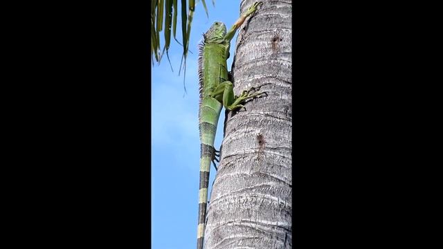 Test du Panasonic TZ10 par www.zone-numerique.com смотреть онлайн