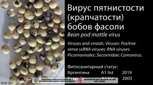 Вирус крапчатости бобов фасоли (Bean pod mottle virus)