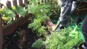 Как посадить чеснок под зиму ❦