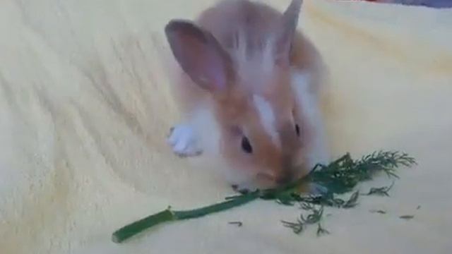 Пушистый кролик!! смотреть онлайн