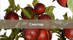 Осенний каталог коллекционных сортов - 2019: красномясая яблоня, гигантская слива, шарафуга, опата