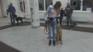 Татьяна и немецкая овчарка Рагнар. Занятие по дрессировке (группа начального послушания). Тольятти.