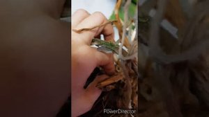 Почему нельзя обрезать даже сухие корни орхидеи.