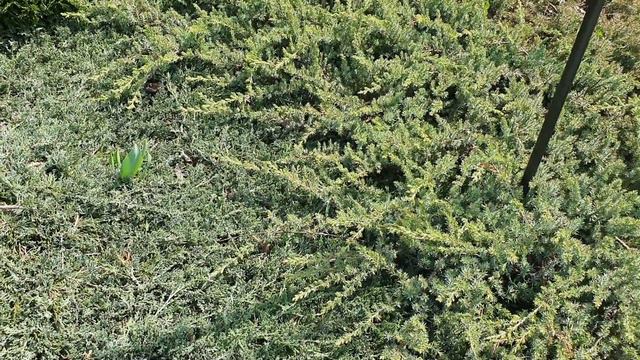 Что случилось с Ельником спустя 4 года?! Какие я сделала ошибки. смотреть онлайн