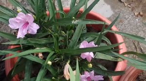 216.How to grow and care 🌸Mexican petunia 🌸best summer Flower plant🍃🌺🍃