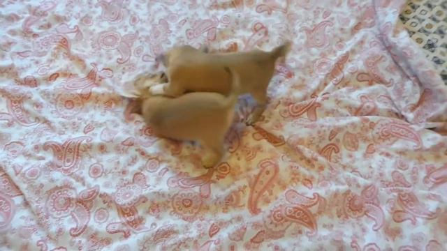 ЧИХУА ЩЕНКИ - ОБЫЧНЫЕ ИГРЫ ( МАРИ МИСТИК ) ЩЕНКИ ПРОДАЮТСЯ смотреть онлайн