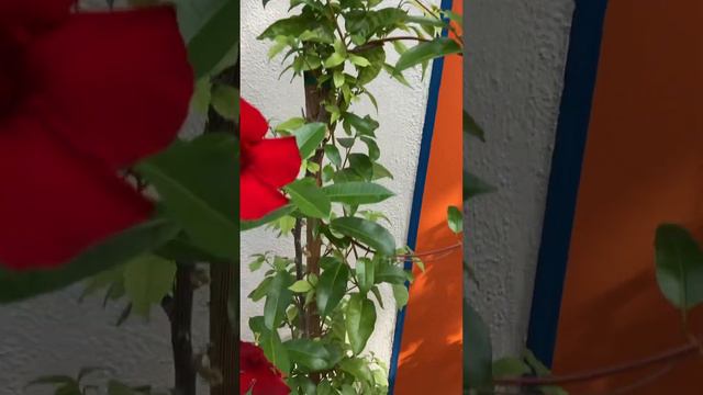 Mandevilla Crimson Giant смотреть онлайн